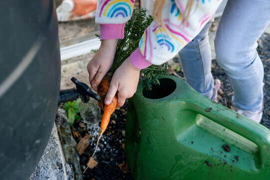 Girl washing carrots with water at the allotment
