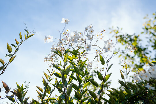 White solanum flowers with shallow depth-of-field