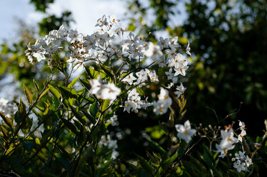 White solanum flowers with shallow depth-of-field