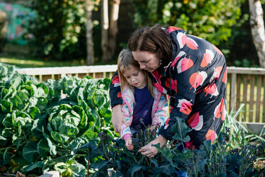 Girl and mother harvesting broccoli at their allotment