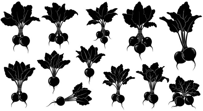 Black silhouette beets and leaves on white background
