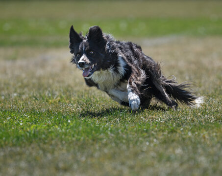 Border collie focused on a lure line