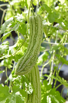 bitter melon in the garden