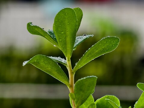 reen leaf with water drops