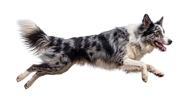 Border collie dog with blue merle coat running png on isolated transparent background