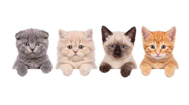 Four adorable kittens peeking over a surface on png on isolated transparent background