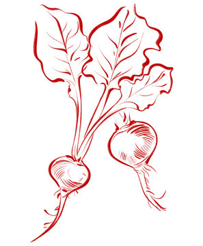 Red Beet Vegetable Line Art Illustration