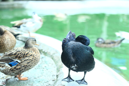 Beautiful Ducks Beside a Peaceful Pond | Nature and Wildlife