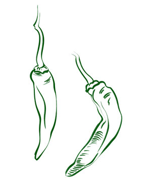 Minimalist Green Chili Pepper Sketch Line Art