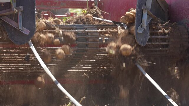 Agricultural machinery sorting and screening potatoes on farm