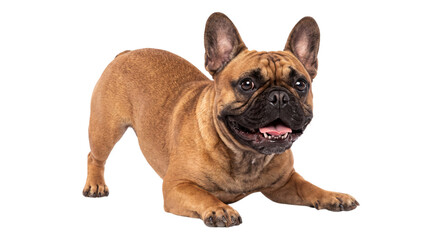 Obraz premium French bulldog in play bow position on a white png on isolated transparent background