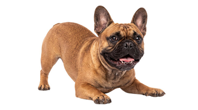 French bulldog in play bow position on a white png on isolated transparent background