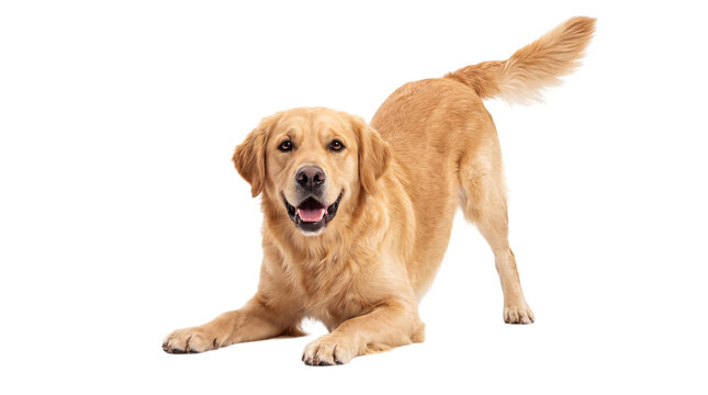 Golden labrador dog in play bow pose on white png on isolated transparent background