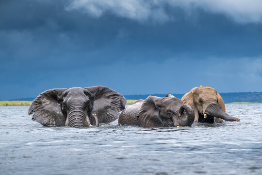 African elephants wading in the Chobe River in Chobe National Park