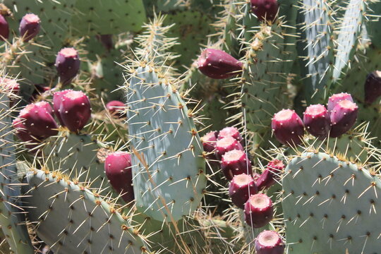 Figues de Barbarie