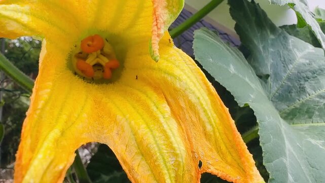 Yellow Squash Flower With Ants Close-Up