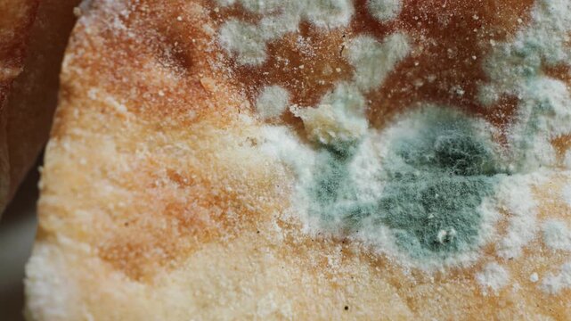 Close-up of green mold growing on a bread product, showing food spoilage and contamination. High quality 4k footage