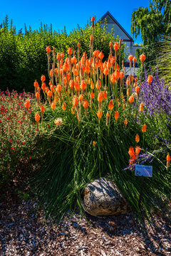 Zoo Orange Flowers 2