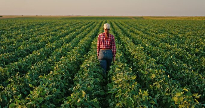 Female farmer walking through a green soybean field during a sunny day