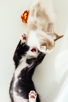 6 week old kittens playing