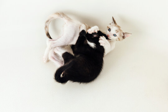 Kittens Tangled up Playing