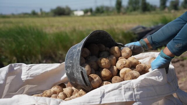 farmer pouring harvested potatoes from a bucket into a white sack in the field