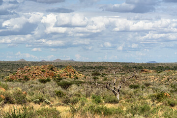 Twisted tree in dry savanna, Namibia © Jeroen Kleiberg