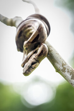 Small Boa Constrictor in Jungle Setting