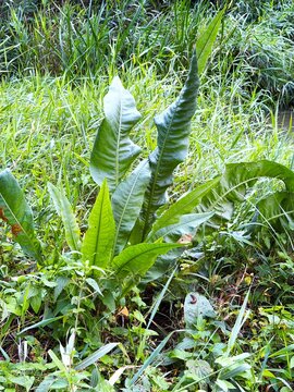 Water sorrel, Rumex hydrolapathum, growing by a stream in September