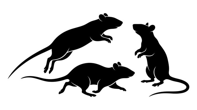 Active rat silhouettes collection showing a pack of three rodents in various dynamic poses including jumping, crawling, and standing, isolated on a white background for vector design.
