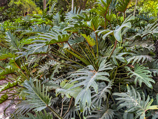 Philodendron selloum growing in lush tropical garden © Ernesto Sevilla