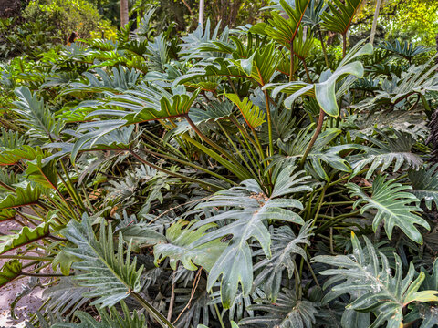 Philodendron selloum growing in lush tropical garden
