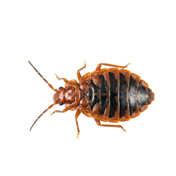 View of a common bed bug with brown and black striped abdomen isolated on a transparent background bedbug