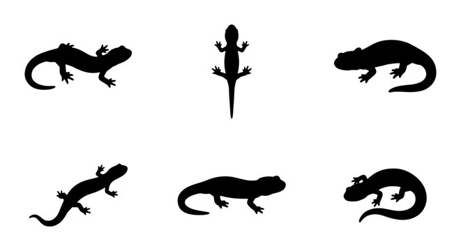Six Black Lizard Silhouettes, Reptile Vector Icons, Amphibian Animal Graphics, Wildlife Creature Shapes, Nature Wildlife Design Elements, Scientific Illustration