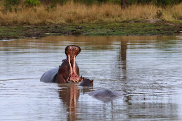 Hippopotamus Open Mouth Gape in Water Timbavati South Africa © A_Vigilante
