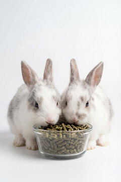 Two fluffy rabbits white and grey eating green grass pellets from a glass bowl. Cute small bunnies feeding together on a white background. Pet care and nutrition concept for rodents.
