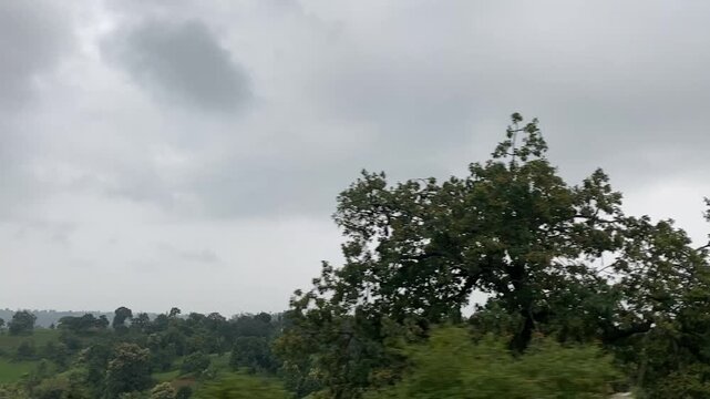 trees in the fog
