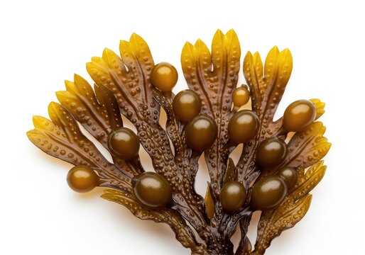 Detailed macro photograph showcasing the intricate texture and air bladders of brown fucus seaweed, isolated on a clean white background, vegetation, marine, fronds