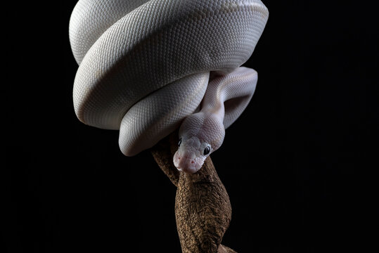 a white ball python coiled on a tree with dark background