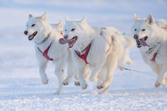 Greenland sled dogs