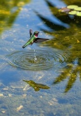 Fototapeta premium Vibrant hummingbirds hover above a calm garden pond as delicate ripples expand across the clear water surface under bright summer sunlight, iridescent, hovering, macro