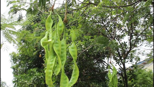 Petai bean pod sway in the wind at Jakarta prayer garden - August 28th 2026. Petai fruit is a popular ingredient in asian food for vegetable platters, fried rice, stir fried foods. Low angle view.

