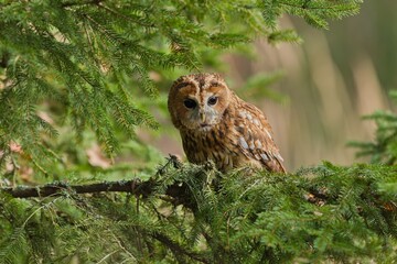 Obraz premium A tawny owl sits on a spruce tree. A tawny owl in the nature habitat. Wildlife scene with a owl. Strix aluco