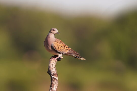 A european turtle dove sits on a dry branch. A European turtle dove sits on a tree. Streptopelia turtur