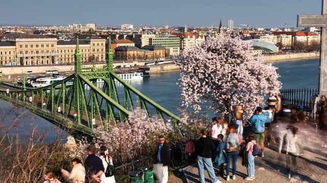 Budapest Liberty Bridge timelapse with blossoming cherry tree, flowing Danube River, moving crowds at Gellert Hill, and sunny city skyline