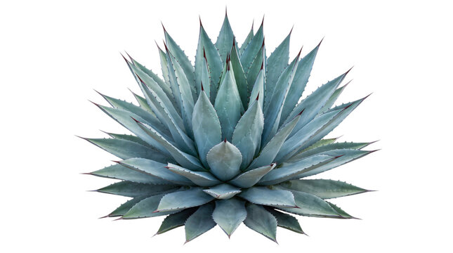 Blue agave plant isolated on white png on isolated transparent background
