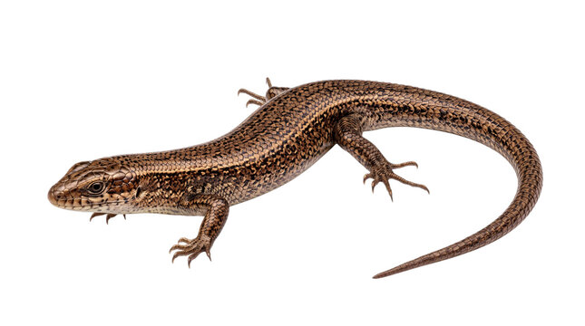 Brown skink lizard with detailed scales png on isolated transparent background