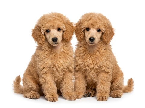 Standard Poodle Isolated on White Background. For pet care, dog breed, grooming, animal companionship, veterinary, training