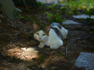 Cat Portrait © Dan