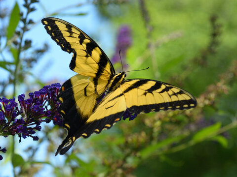 Swallowtail wings
